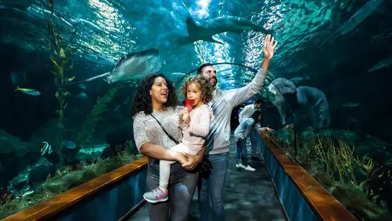 Siam Park & Loro Parque: Entry Ticket + Siam Park Transfer from North