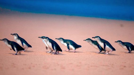 tour di gruppo in inglese · Melbourne Rainbow House + Isola dei Pinguini giornata intera · date del tour disponibili su richiesta · include lo zoo notturno