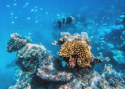 安格拉－杜斯雷斯精彩潛水體驗