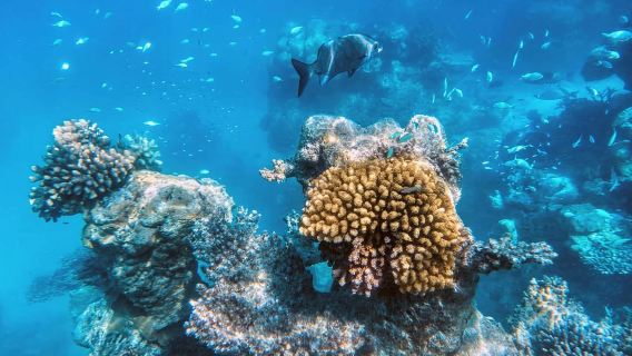 Невероятный опыт дайвинга в Ангра-дус-Рейс