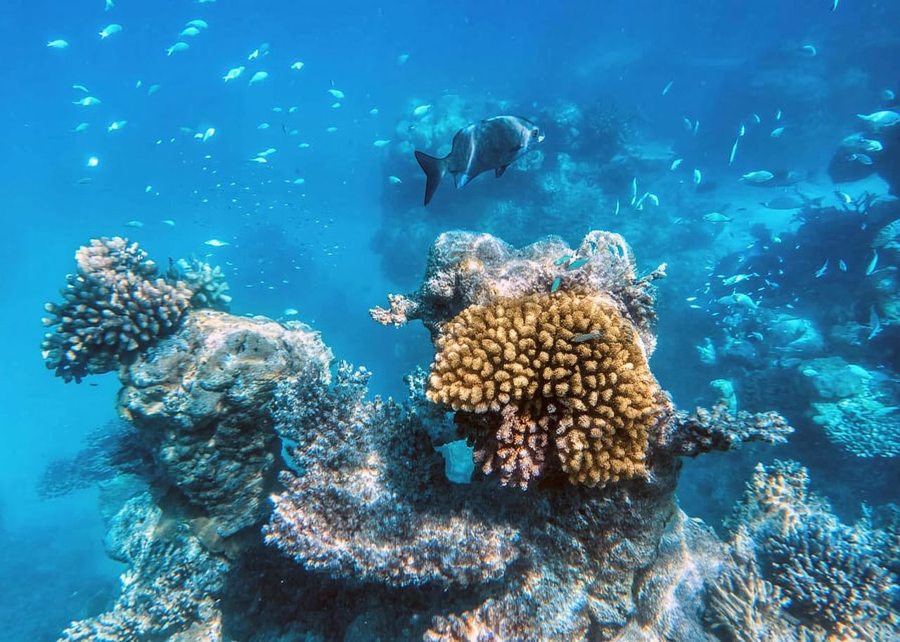 Incredible Diving Experience in Angra dos Reis
