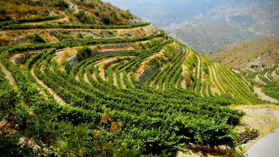 Cyprus: Troodos Mountain Wine Tour with a Local