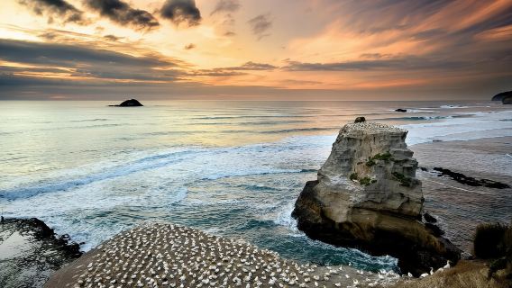 Tour di un giorno ad Auckland, Matakana, Sculptureum e Muriwai Beach in Nuova Zelanda con autobus in lingua cinese