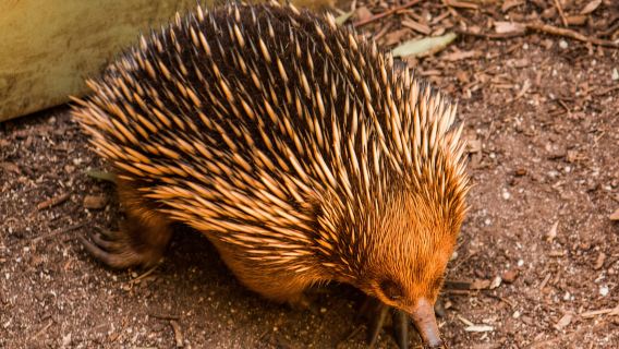 Melbourne: Puffing Billy & Healesville Sanctuary Scenic Tour