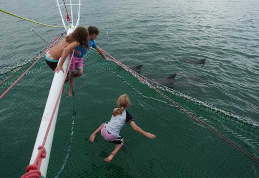 Nelson Bay: Dolphin Watch Cruise and Sail