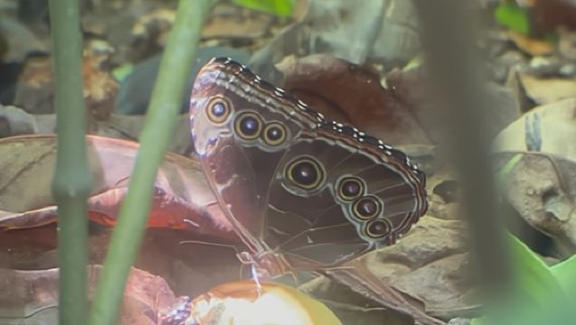 Excursión de senderismo natural por Cahuita