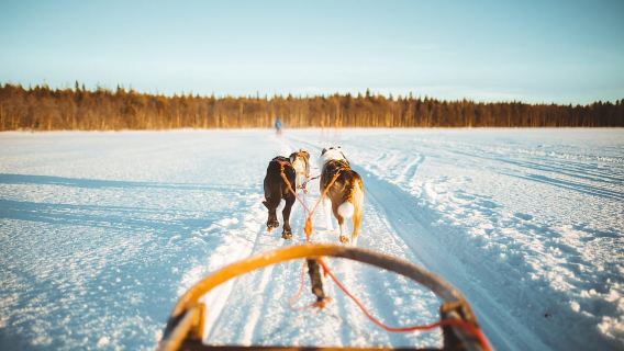 Rovaniemi: Apukka Husky Adventure 7 กม. ขับเคลื่อนด้วยตัวเอง