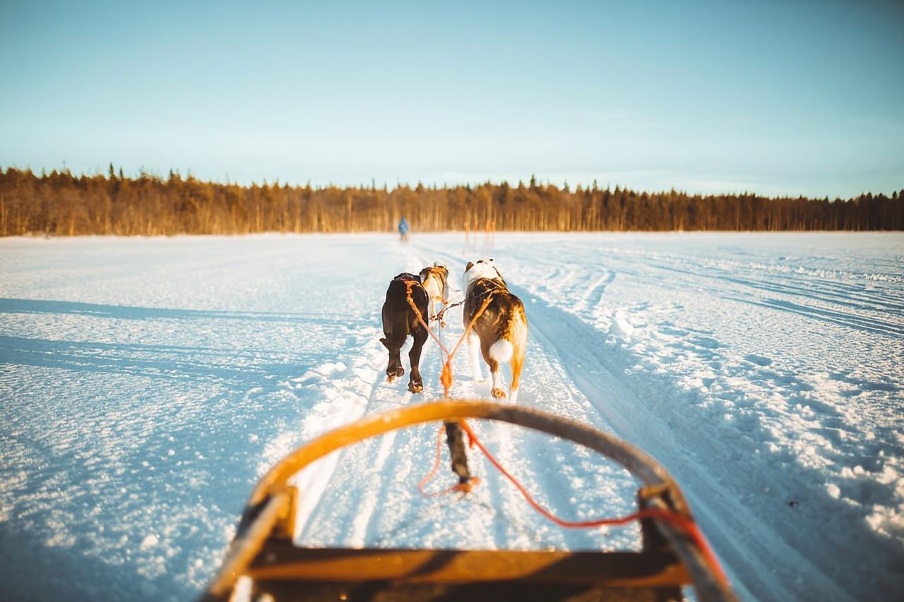 Rovaniemi: Apukka Husky Adventure 7km, self-driven