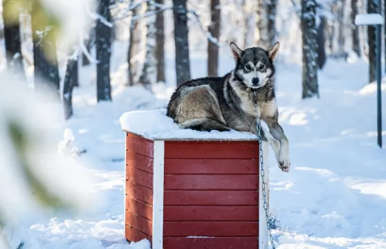 芬蘭薩利色爾卡野生動物園駕駛哈士奇雪橇新奇體驗指定酒店接送