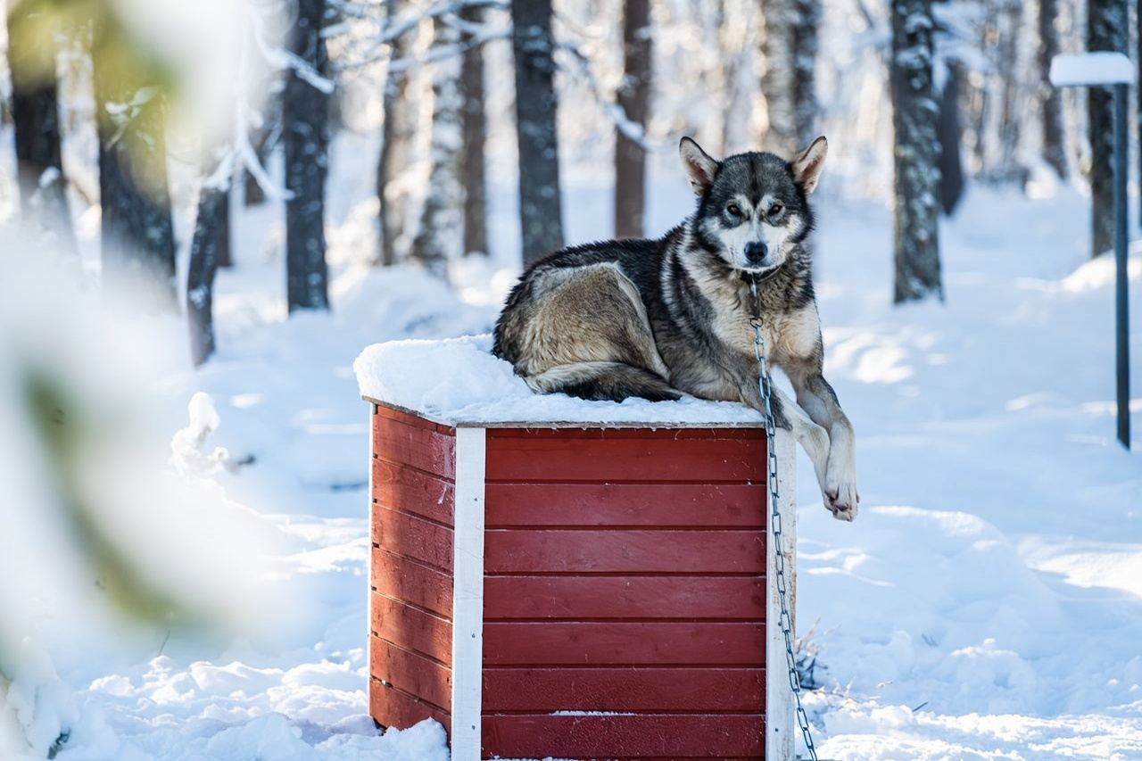 Husky sledding adventure at Saariselkä Wildlife Park in Finland with designated hotel transfers