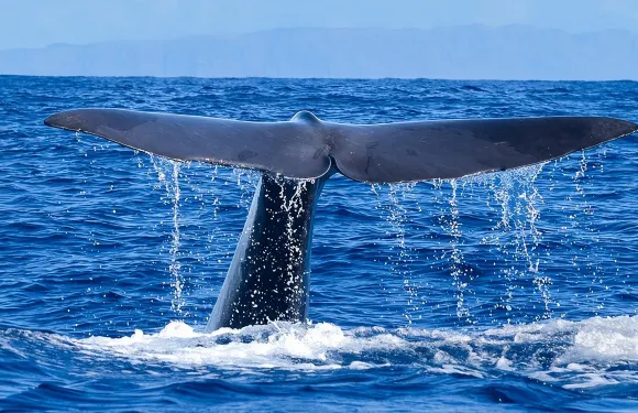 負責任的賞鯨和/或觀賞海豚之旅