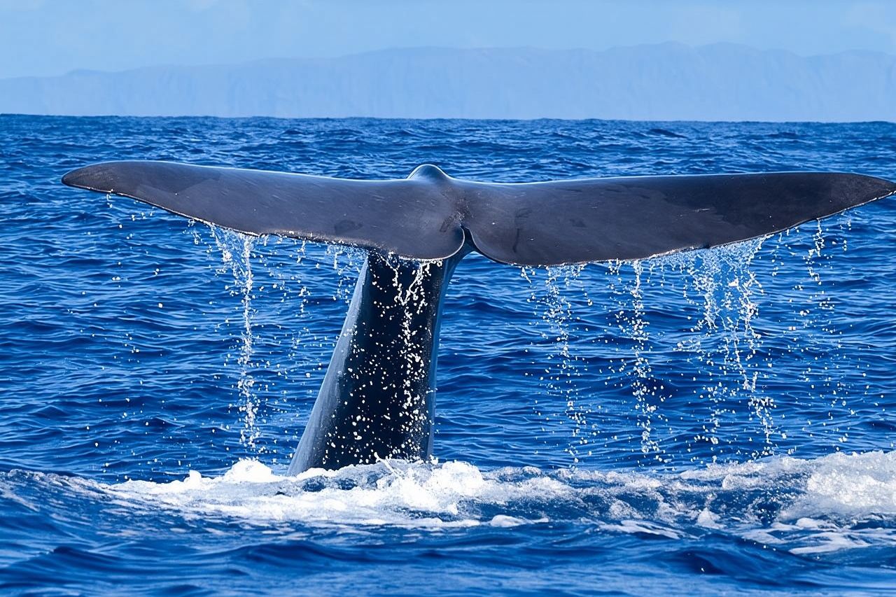 Responsible Whales and/or Dolphins Watching Tour