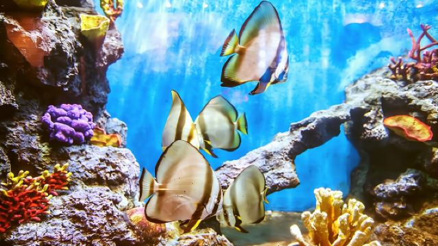 泰國芭達雅格蘭島一日遊【含餐+車+船接駁|多項目涵蓋】