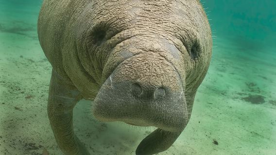 Escursione in barca per osservare lamantini e fauna selvatica