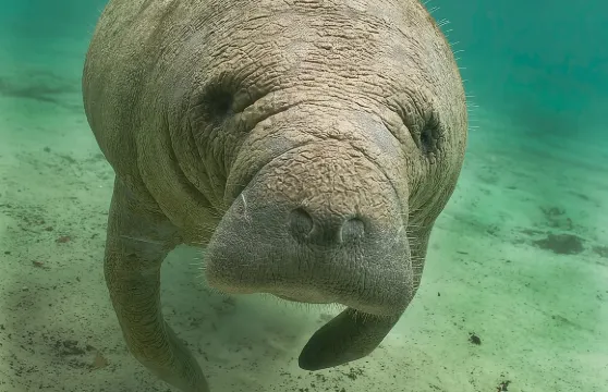 海牛觀光與野生動物遊船之旅