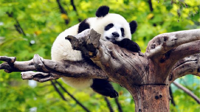 三星堆博物館+成都大熊貓繁育研究基地一日遊