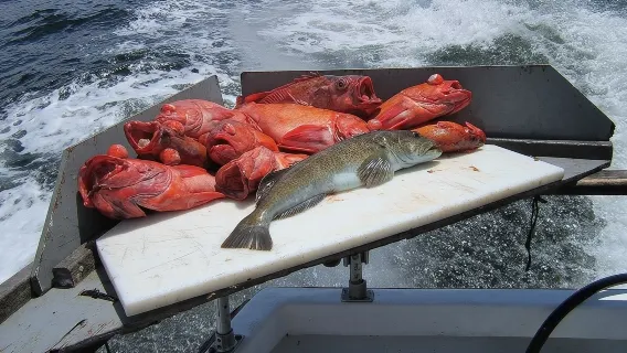 Rock Cod / Ling Cod Fishing