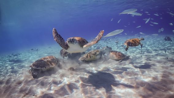 Khazanah Pulau: Gua, Penyu dan Turquoise Beach Break