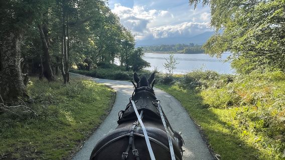 Tour guidato in carrozza di 1 ora nel Parco Nazionale di Killarney