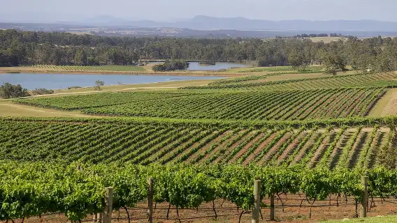 Hunter Valley Wine Tour from Sydney with Lunch and 3 Cellar Door Tastings