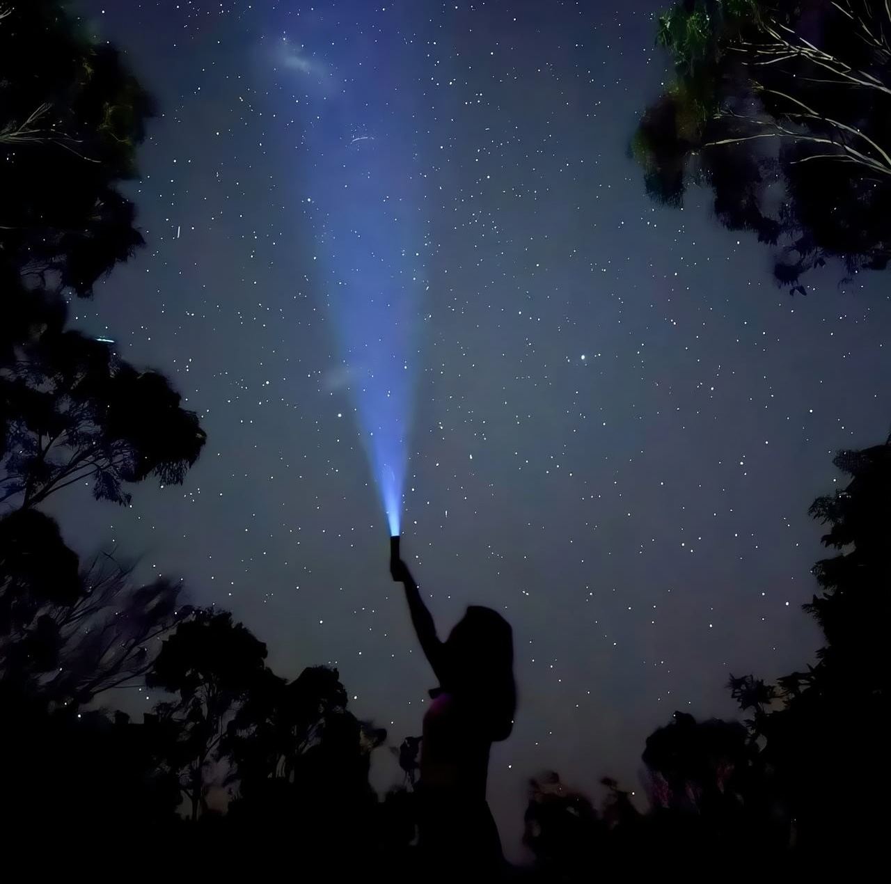 [시드니 출발] 블루 마운틴 일몰 및 별 관측 투어 & 페더데일 야생 동물 공원 (저녁 출발)