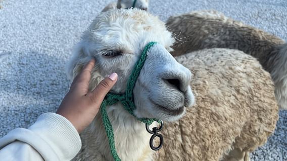 Tour Guatape and villages, boat trip with breakfast and lunch Medellin