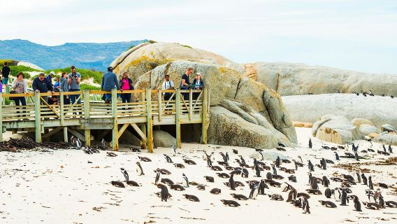Кейптаун: входной билет в колонию пингвинов Боулдерс (предварительно забронированный)