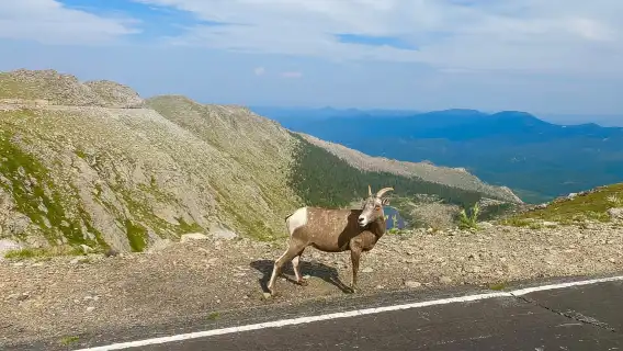 From Denver: Pikes Peak and Garden of the Gods Guided Tour