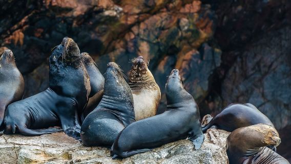 파라카스: 발레스타스 섬 보트 투어 - Islas Ballestas