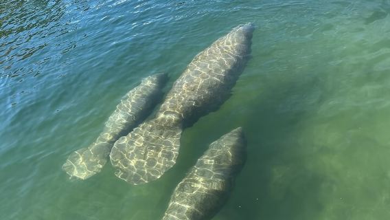 Crystal River: Sunset Cruise in Kings Bay