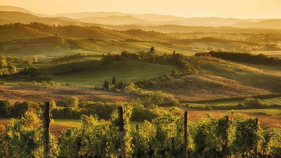 Dari Siena: Lawatan Chianti dan Castles dengan Rasa Wain