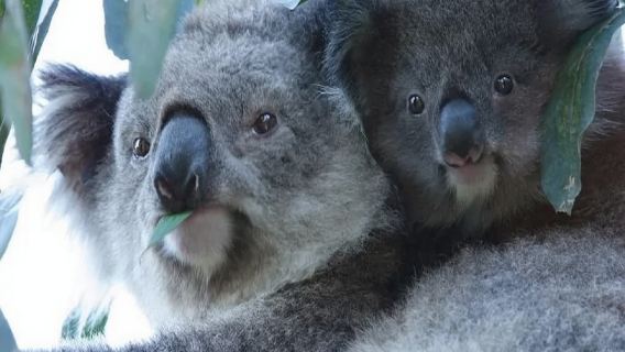 Discover Phillip Island  - Full-Day Tour