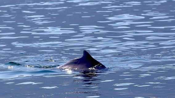 Von al-Chasab: Dhow-Kreuzfahrt durch die Fjorde von Musandam mit Mittagsbuffet