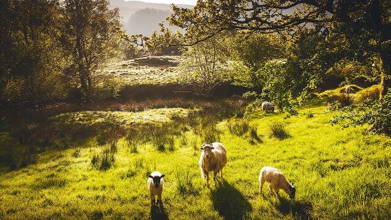 Tour tham quan Windermere & Lake District từ Manchester bao gồm du thuyền