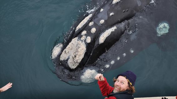 The Best of Peninsula Valdés in one day