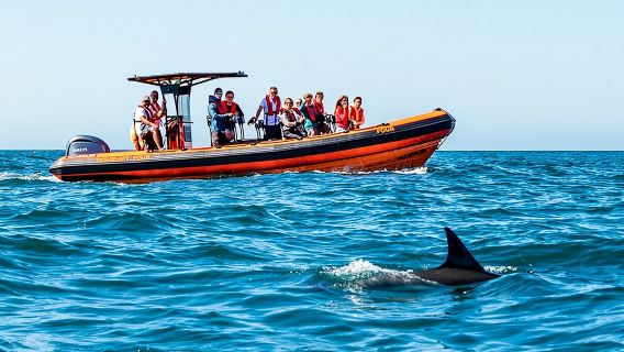 Pantai Cascais: Memerhati ikan lumba-lumba