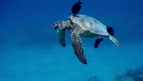Catamaran tour and turtle snorkeling experience