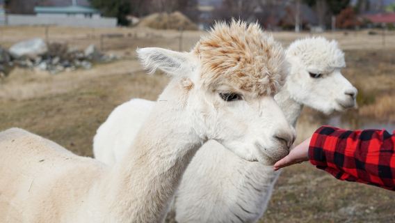 ทัวร์ Tekapo Alpine Ranch ในนิวซีแลนด์: พบกับสัตว์เลี้ยงแสนน่ารัก