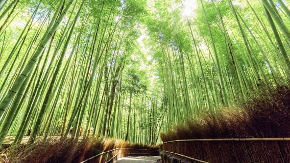 日本京都國立博物館-東寺-鐵道博物館【中文專車 舒適純淨】