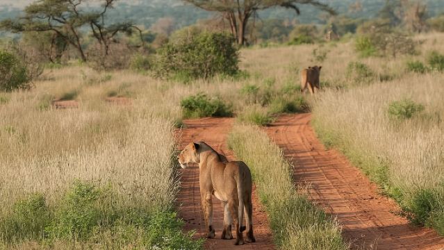 Nairobi National Park, Sheldrick Elephant, Giraffe Centre Tour