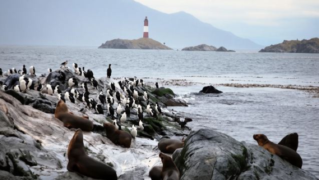 Beagle Channel Navigation Penguin Colony 