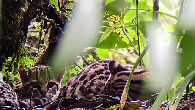 Monteverde Cloud Forest Guided Nature Walk with Expert Naturalist