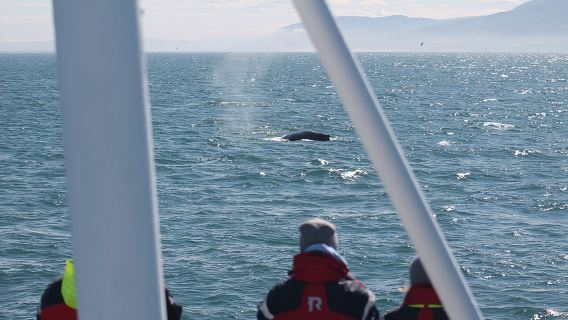 Húsavík Whale Watching Tour, family owned and operated 