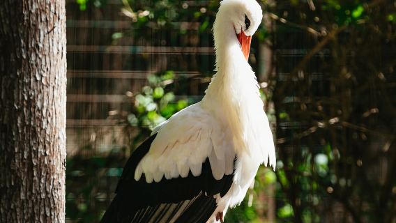 Atlanta: Zoo Atlanta General Admission Ticket