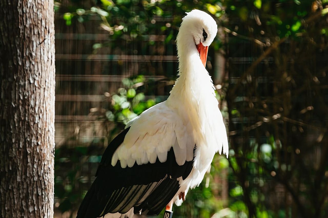 Atlanta: Zoo Atlanta General Admission Ticket