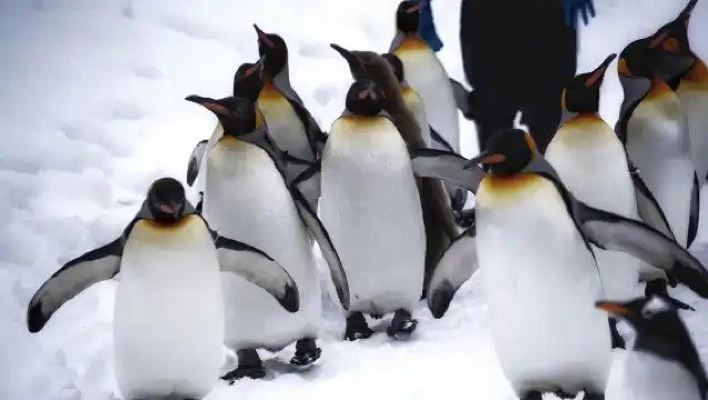 日本北海道旭山動物園+美瑛網紅樹+青池+四季彩之丘一日遊