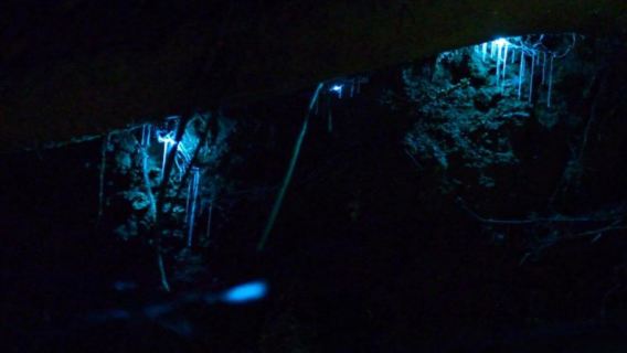 Cairns Skyrail + Firefly Night Tour (Chinese-speaking Group)