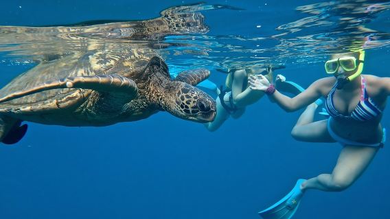 Private Beginner Paddleboard Lesson with Snorkel in Turtle Town
