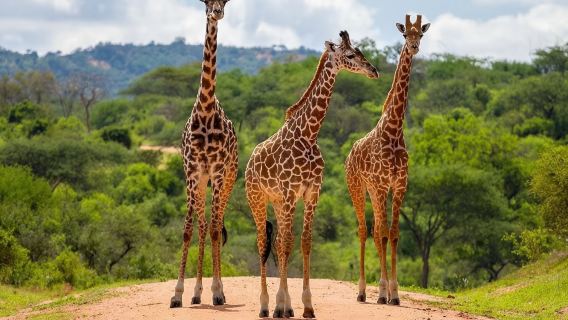 ซาฟารีเวิลด์ กรุงเทพ ทัวร์ 1 วัน [บริการรถรับส่งส่วนตัว สวนสัตว์เปิดซาฟารี + มารีนปาร์ค]