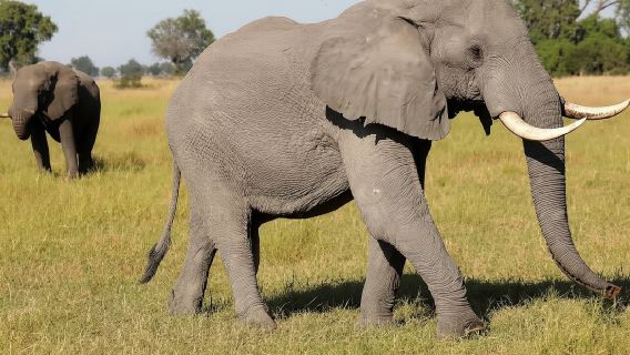 Full Day Safari Tour of Pilanesberg National Park, Open Jeep experience